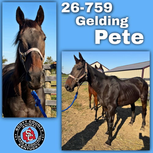 Pete (Peak Ahead), a horse for adoption from Scott County Animal Care and Control