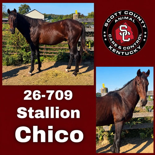 Chico, a horse for adoption from Scott County Animal Care and Control