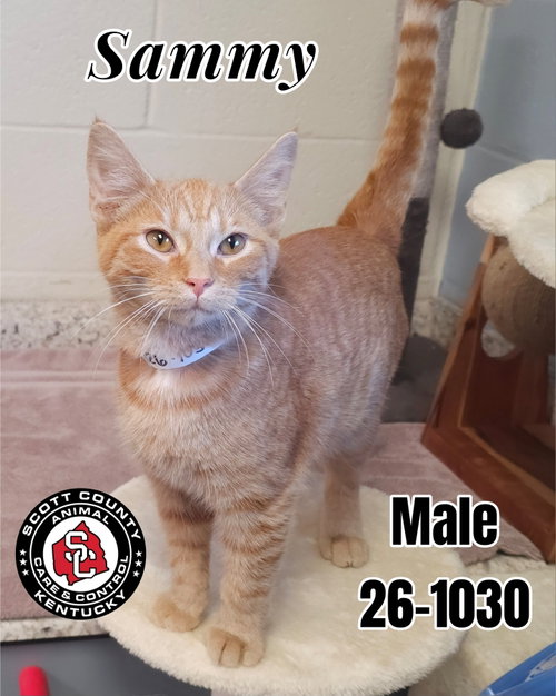 Sammy, a cat for adoption from Scott County Animal Care and Control
