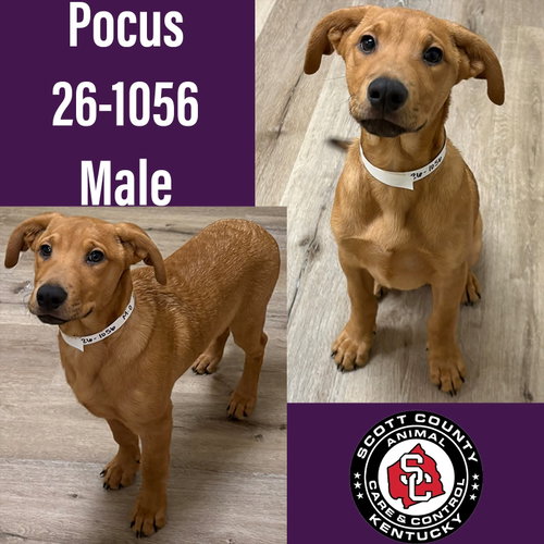 Pocus, a dog for adoption from Scott County Animal Care and Control