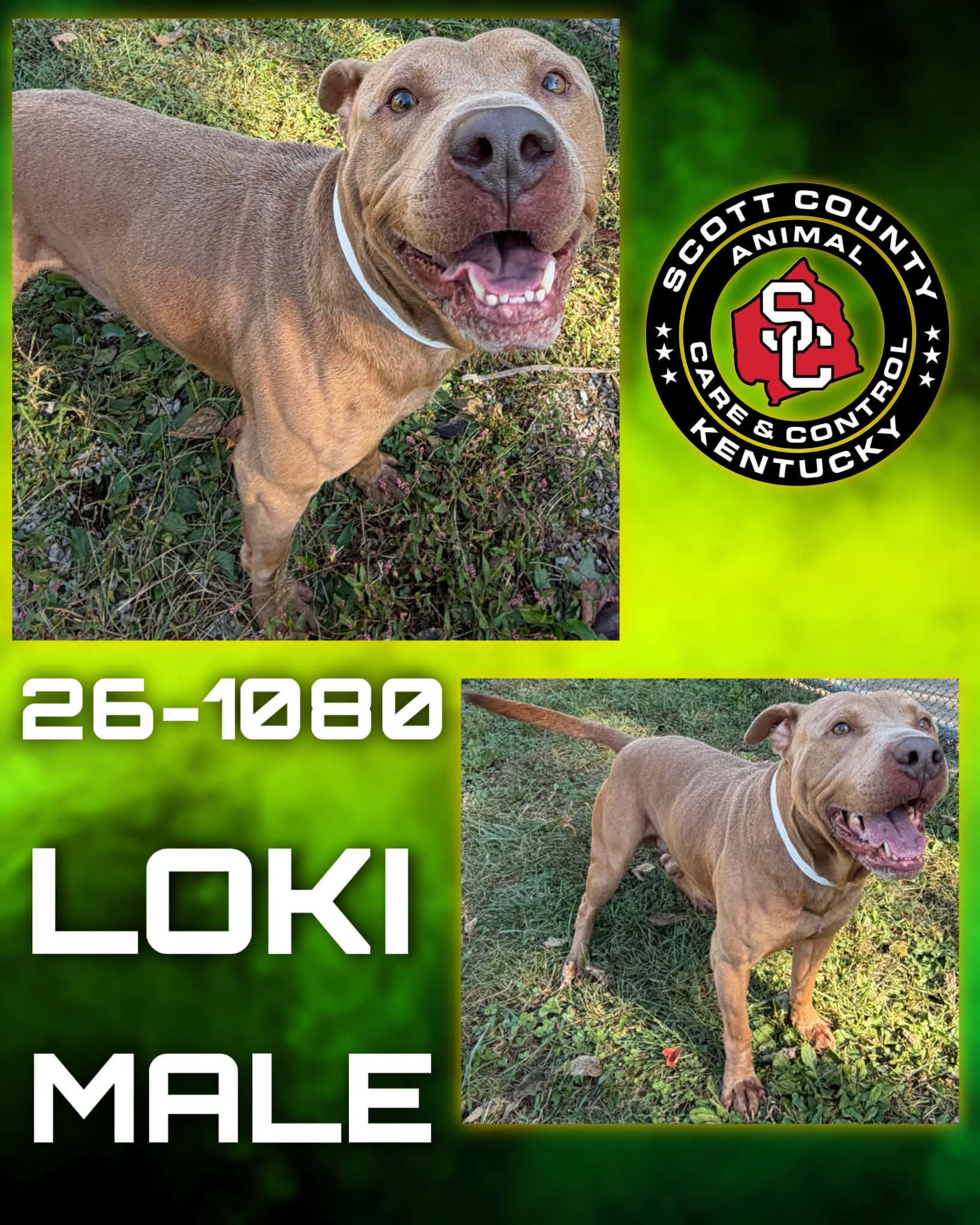 Loki image 1