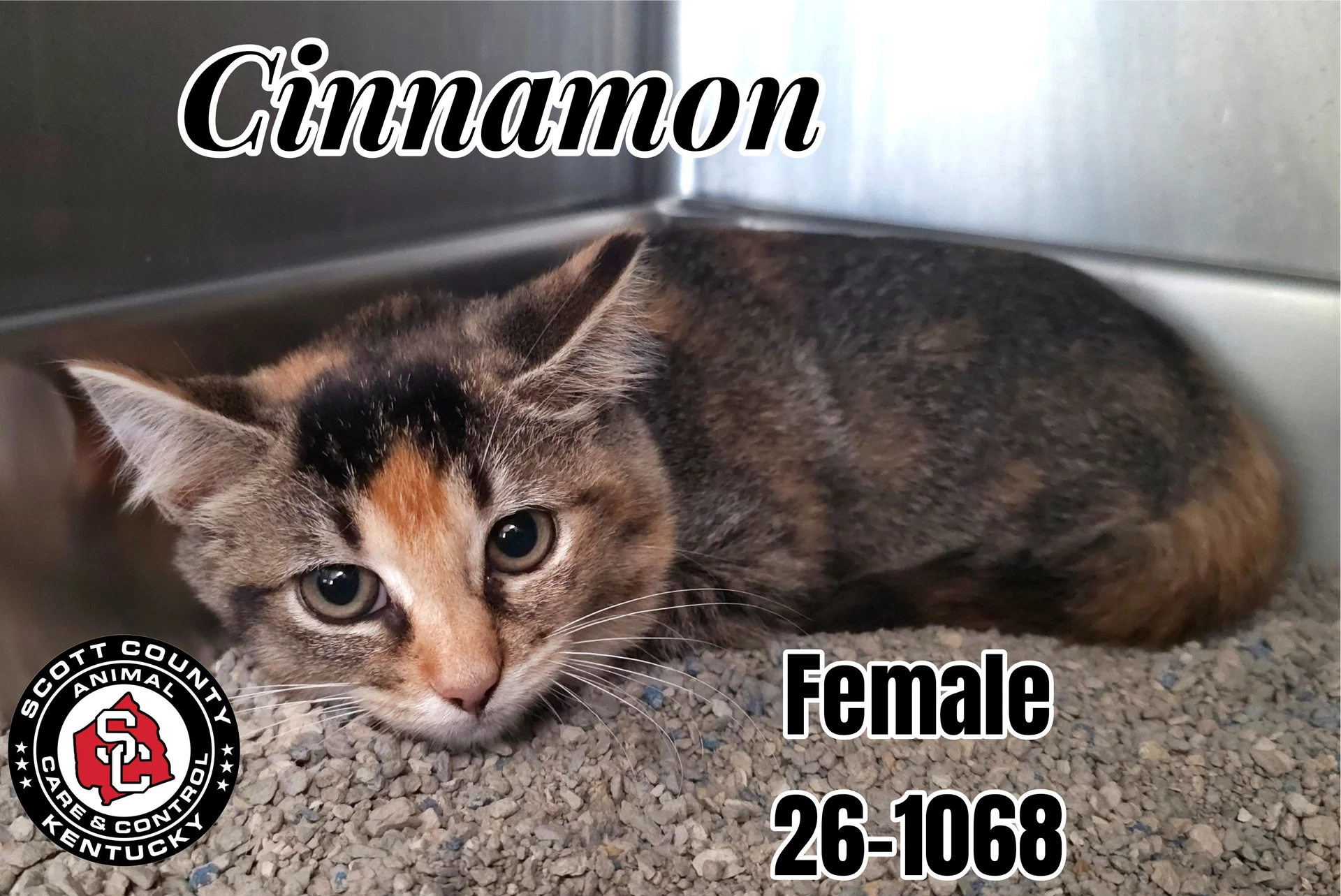 Cinnamon