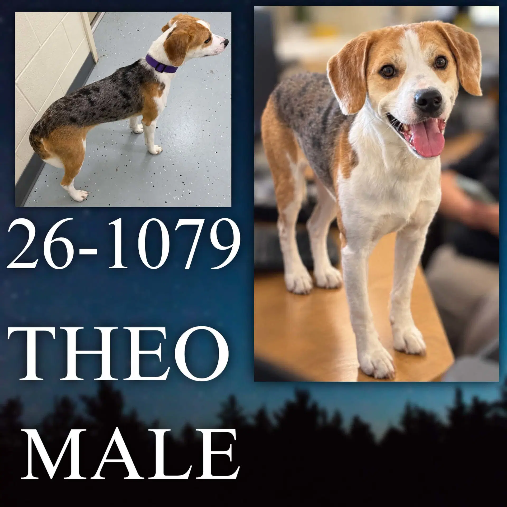 Theo - Beagle