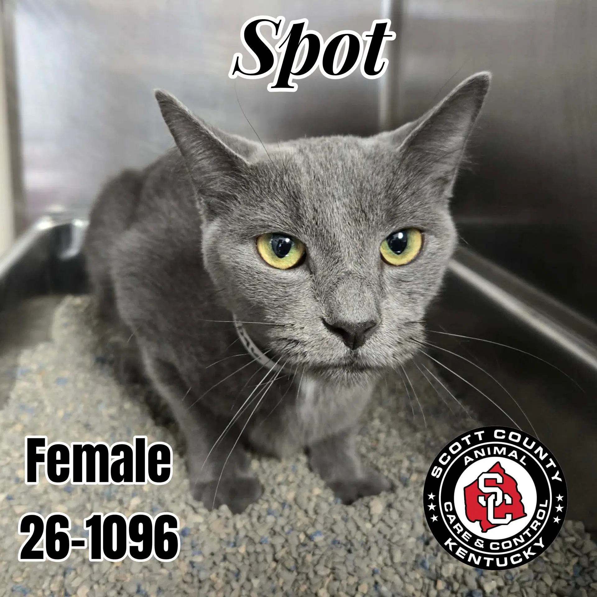 Spot - Domestic Short Hair