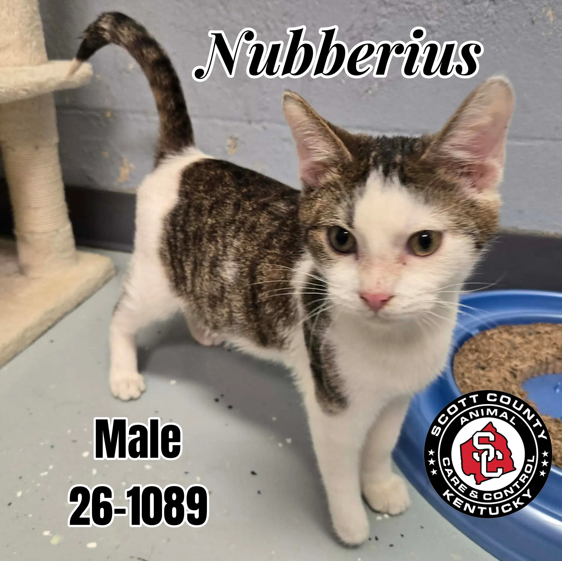 Nubberius - Domestic Short Hair