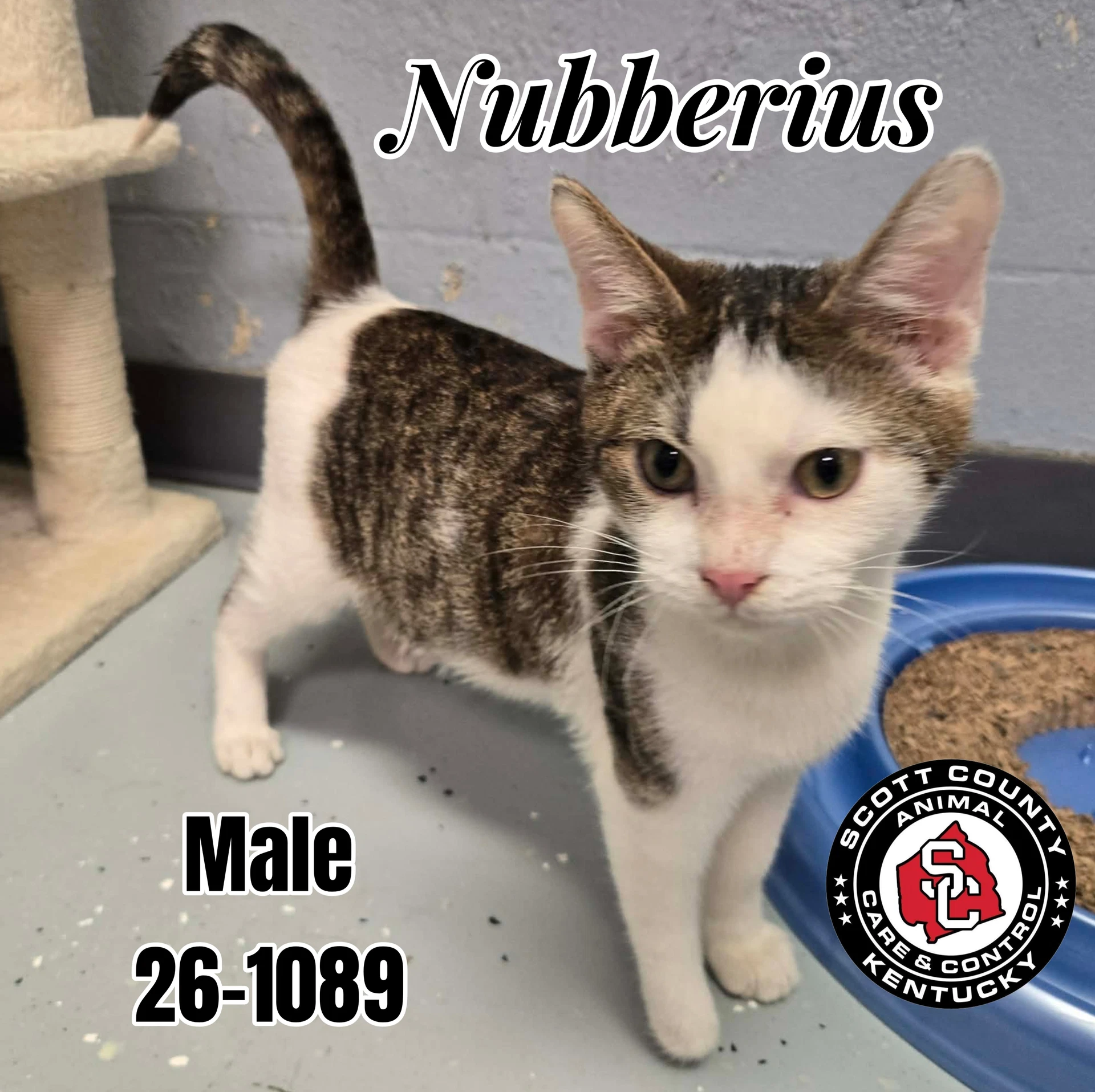 Nubberius