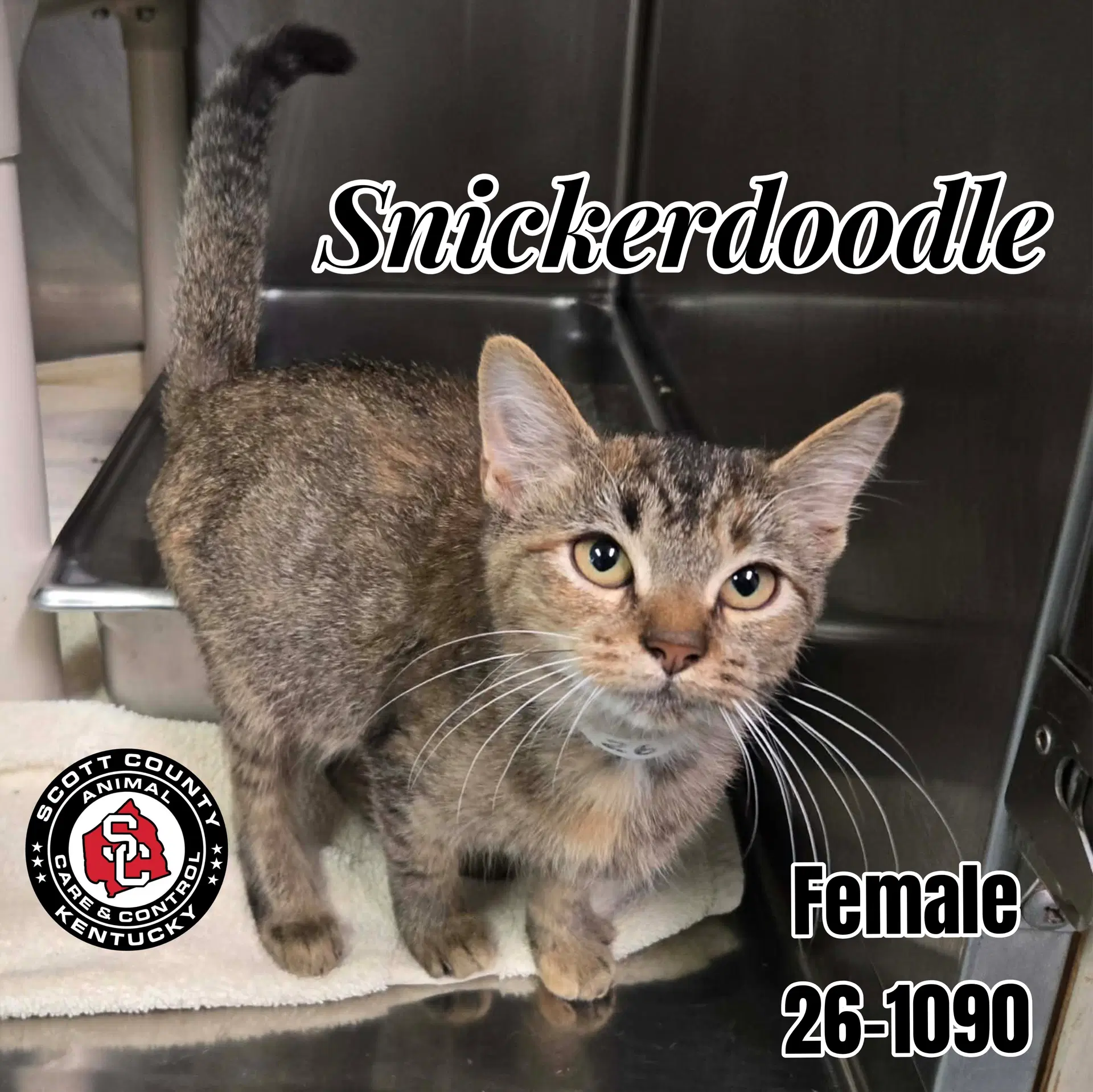 Snickerdoodle - Domestic Short Hair
