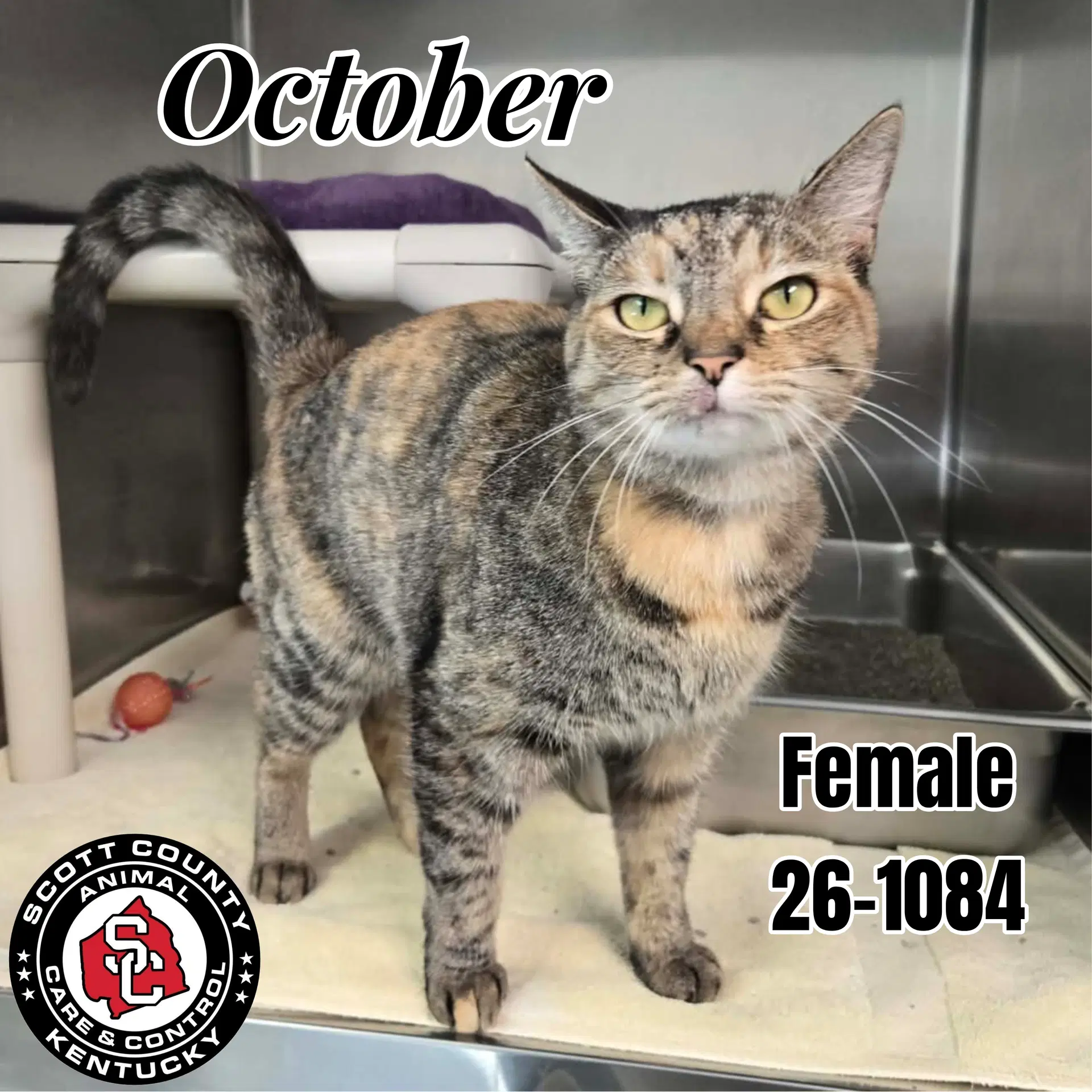 October - Domestic Short Hair