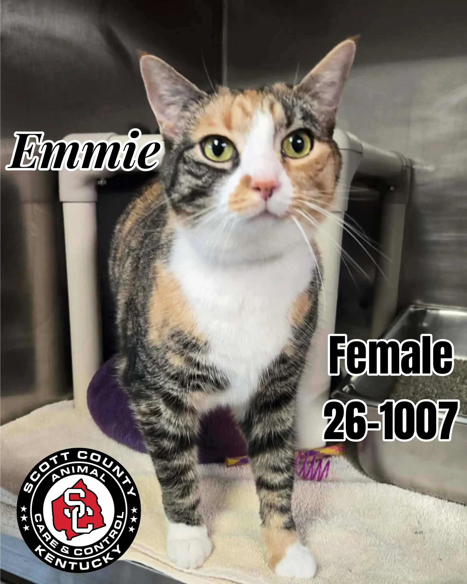 Emmie - Domestic Short Hair