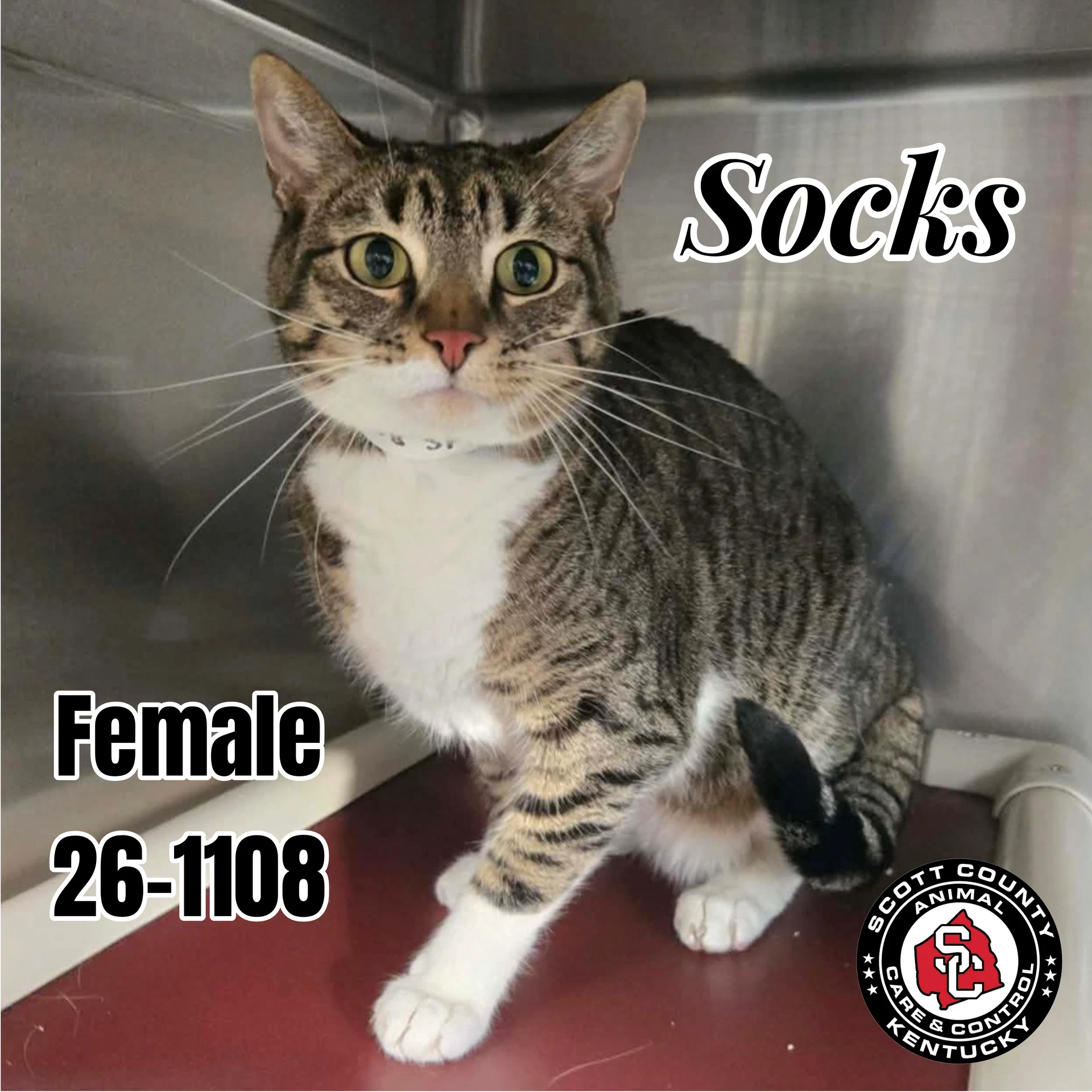 Socks