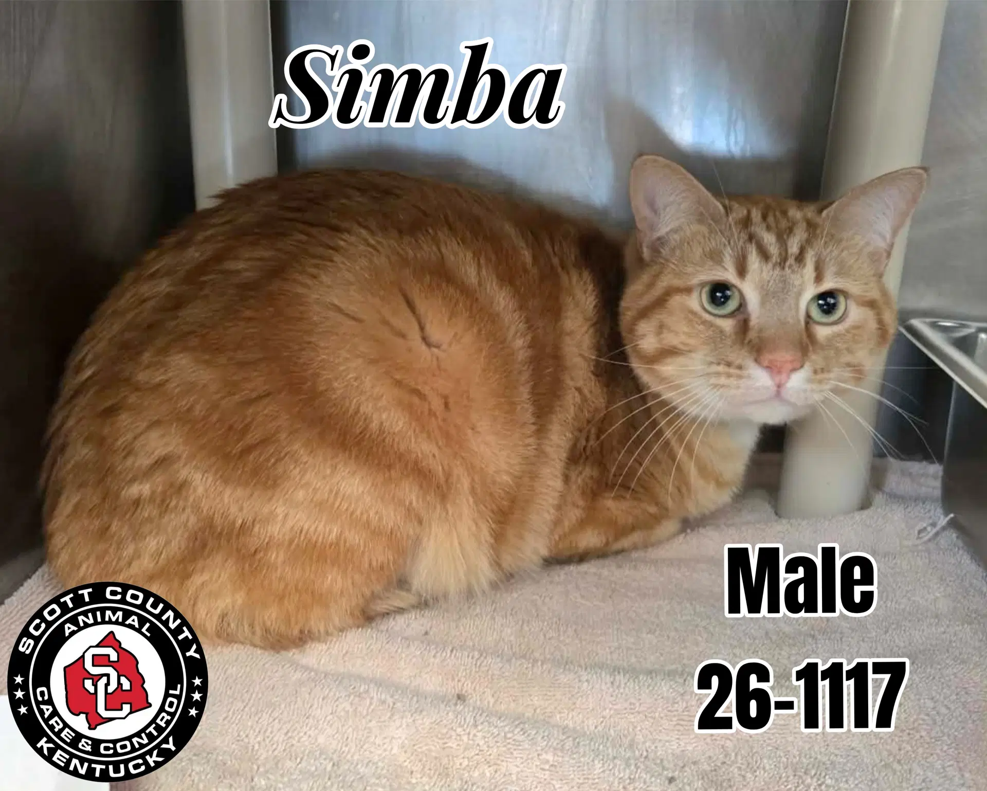 Simba - Domestic Short Hair