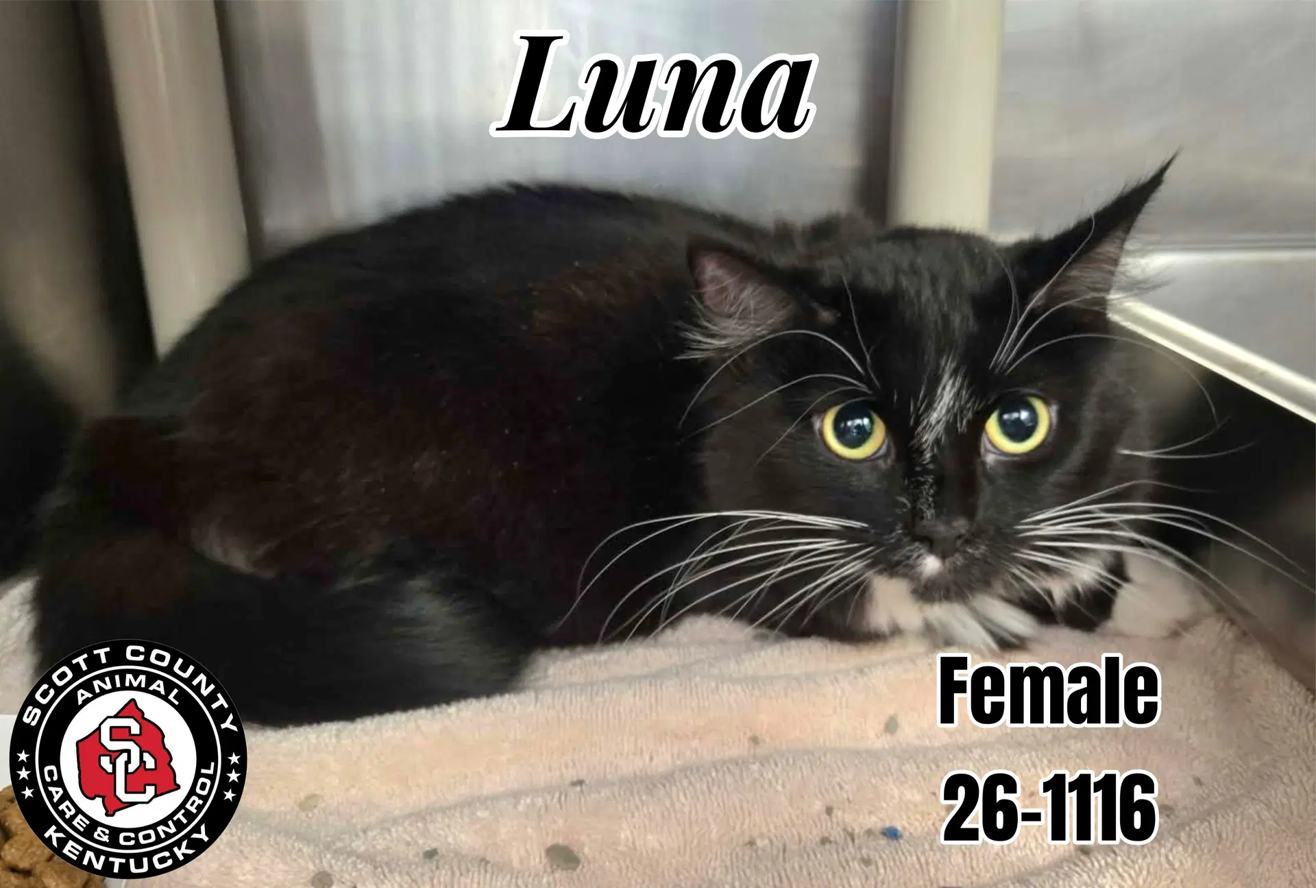 Luna - Domestic Medium Hair