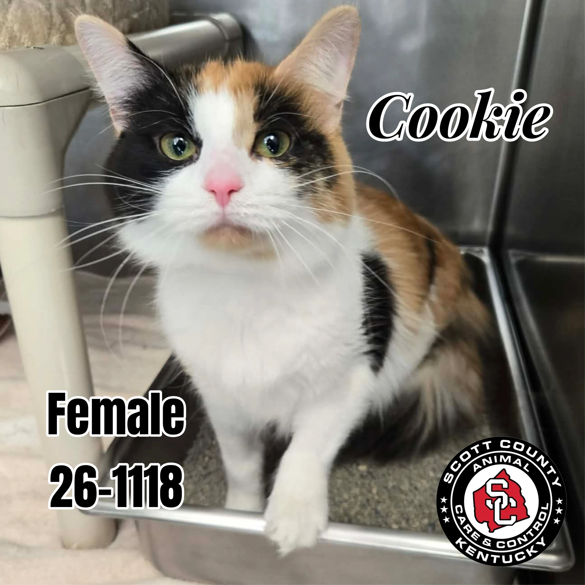 Cookie