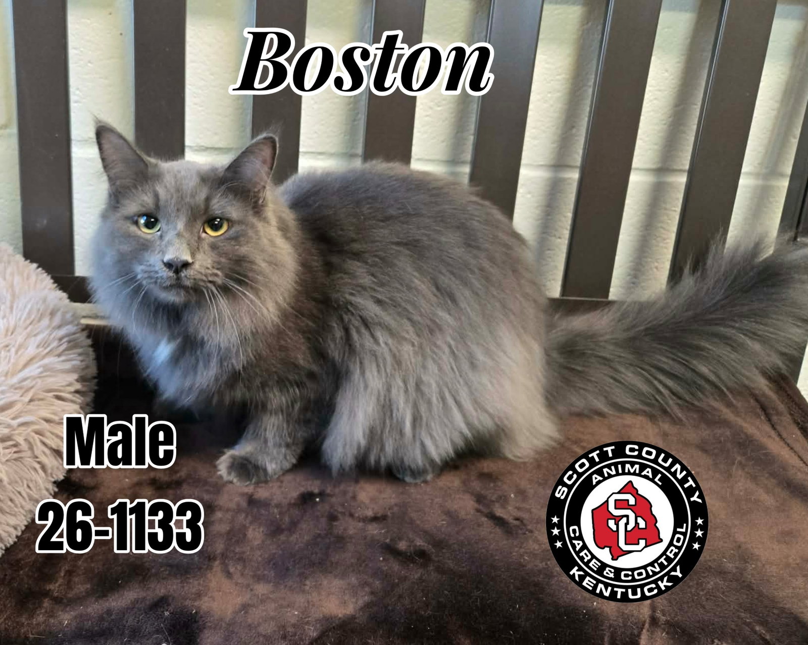 Boston