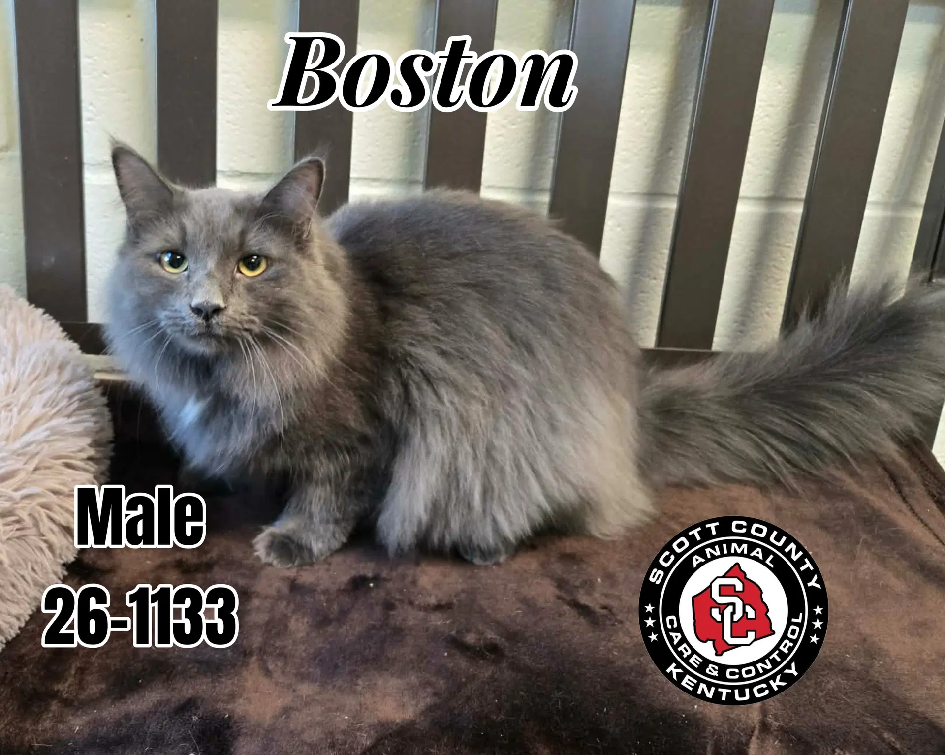 Boston - Domestic Long Hair