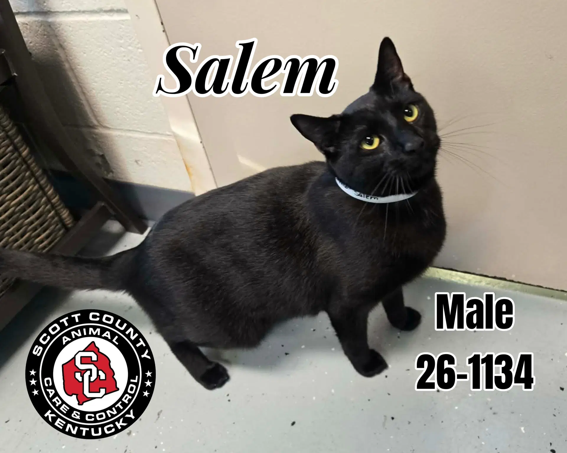Salem - Domestic Short Hair