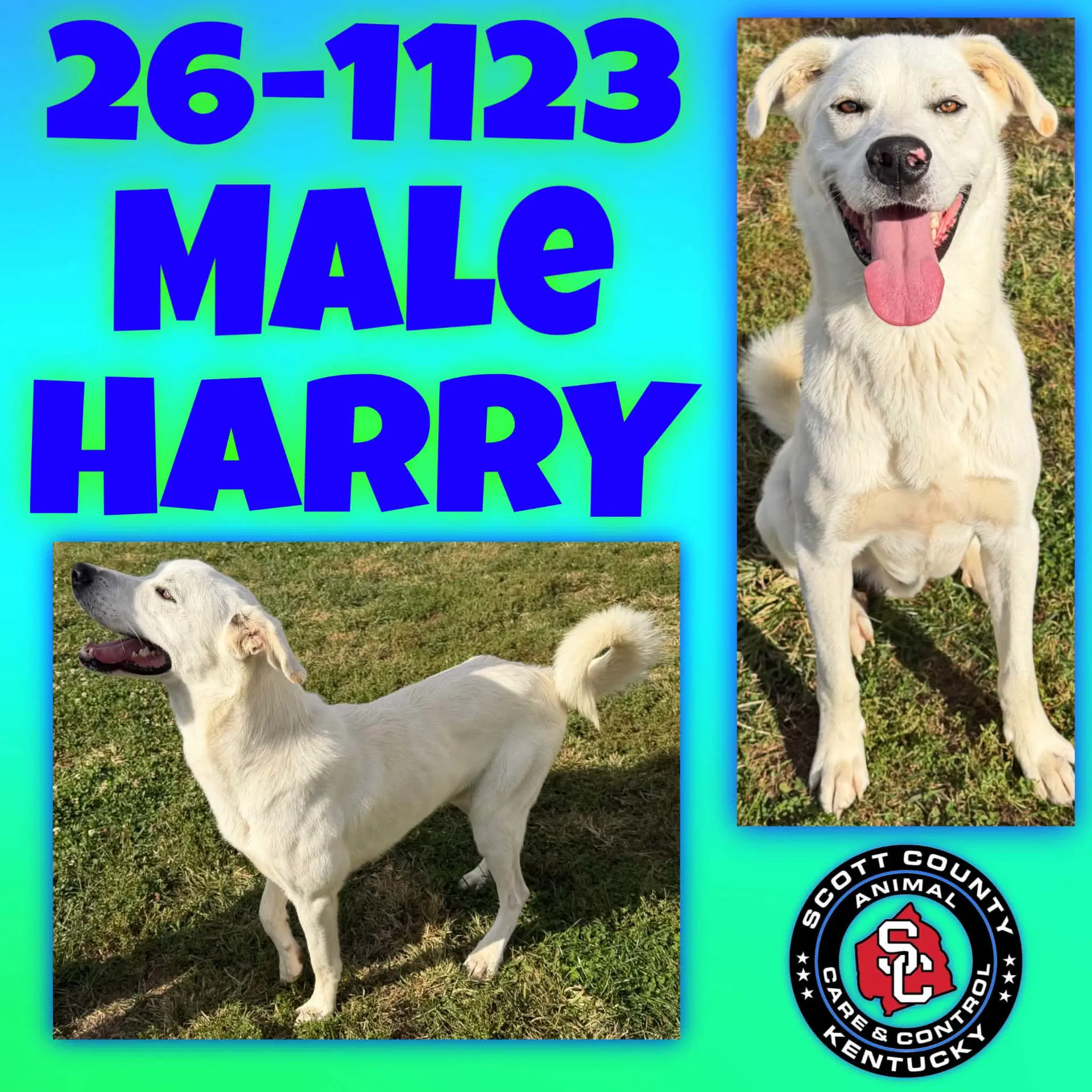 Harry - Great Pyrenees
