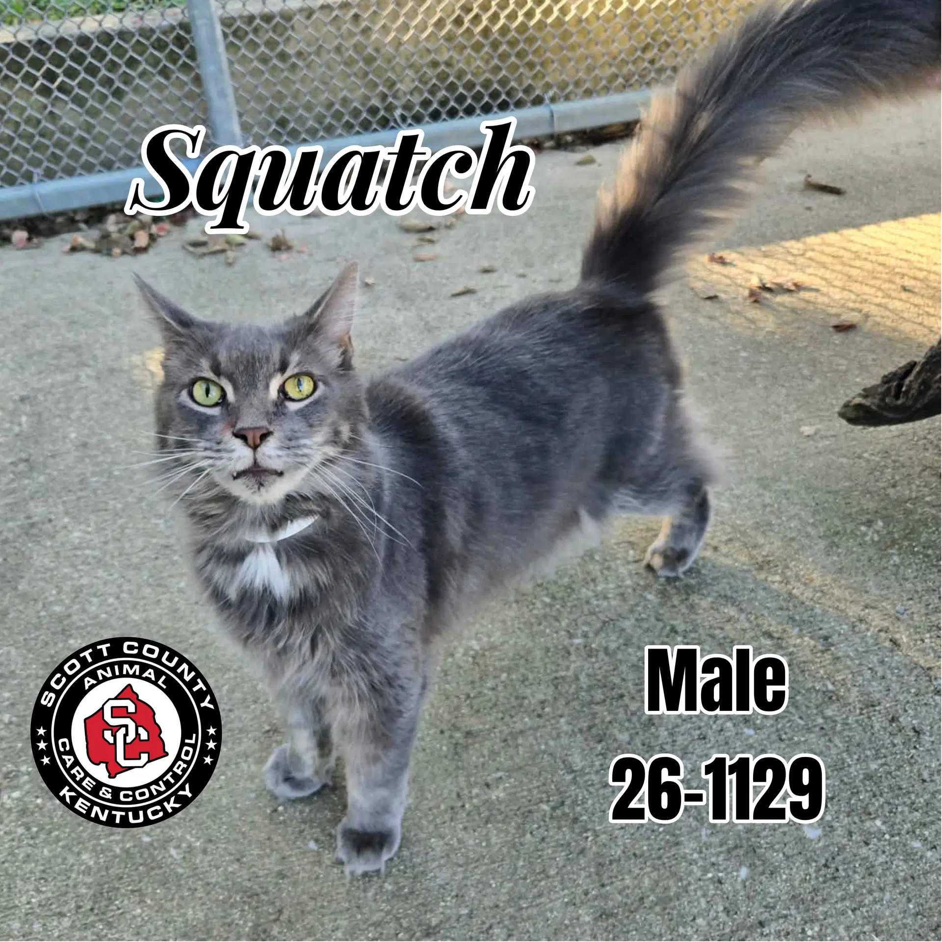 Squatch - Domestic Long Hair