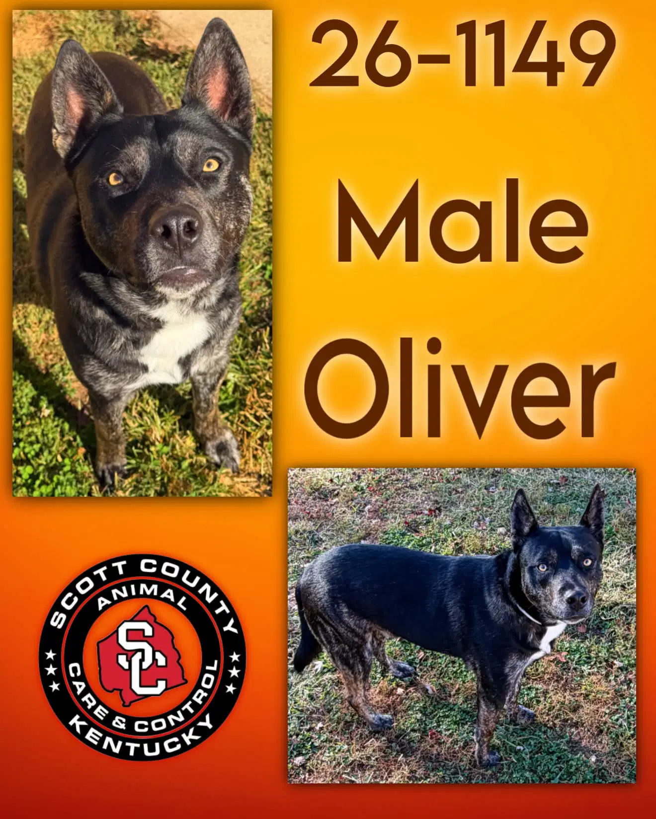 Oliver image 1