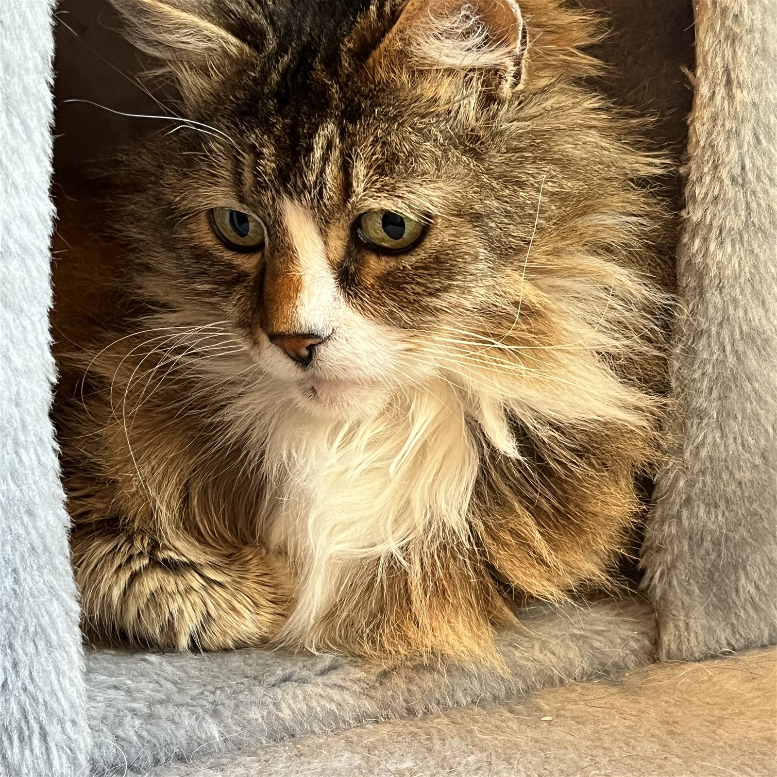 adoptable Cat in San Luis Obispo, CA named Olivia