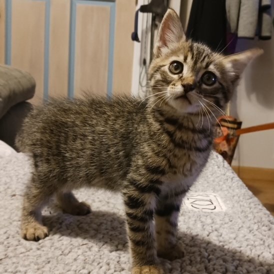 adoptable Cat in San Luis Obispo, CA named Snicker Kitten