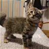 adoptable Cat in  named Snicker Kitten