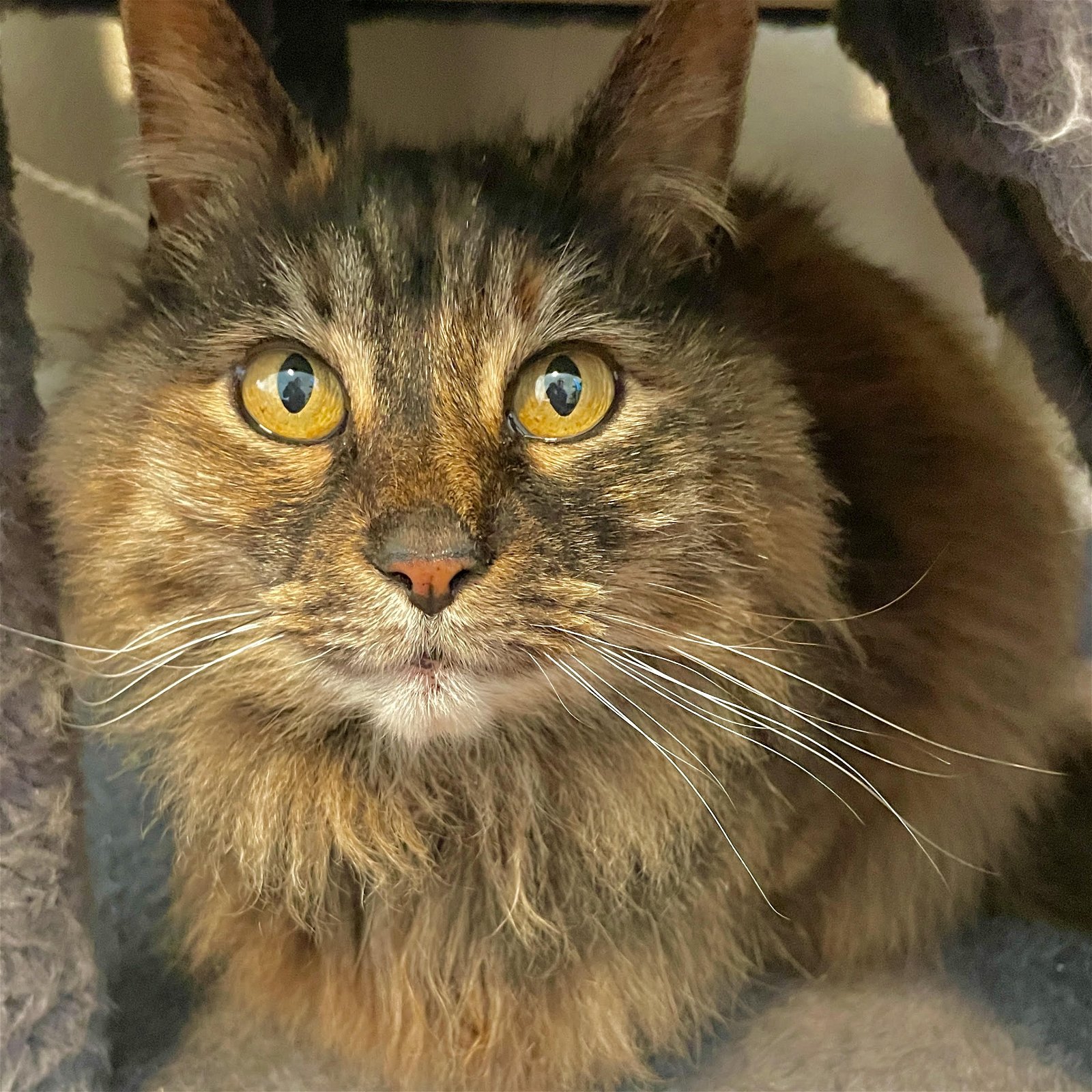 adoptable Cat in San Luis Obispo, CA named Zelly Belly