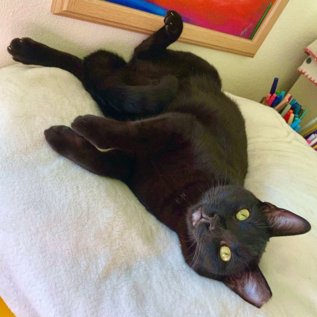 adoptable Cat in San Luis Obispo, CA named LoLo - Big Lovable Boy!