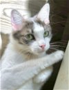 adoptable Cat in san luis obispo, CA named Tuna