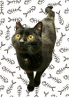 adoptable Cat in san luis obispo, CA named Mr. Meow Meow