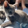 adoptable Cat in san luis obispo, CA named Puck
