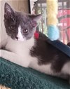 adoptable Cat in san luis obispo, CA named Pepsi
