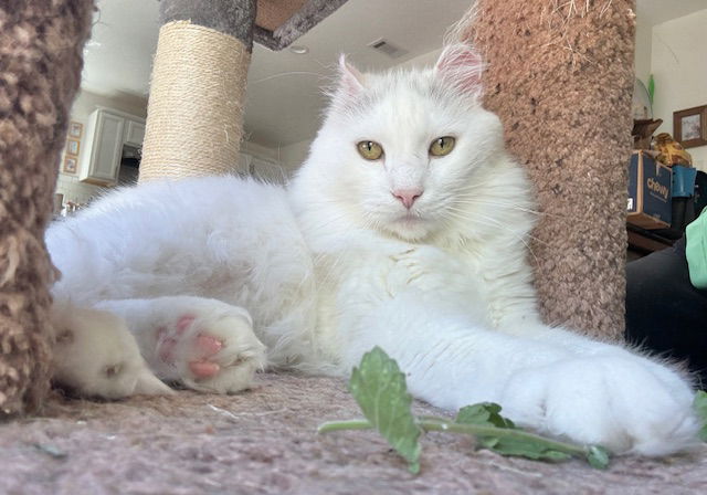 adoptable Cat in San Luis Obispo, CA named Vinny Chums **special needs**