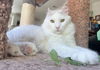 adoptable Cat in San Luis Obispo, CA named Vinny Chums **special needs**