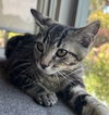 adoptable Cat in San Luis Obispo, CA named Xander