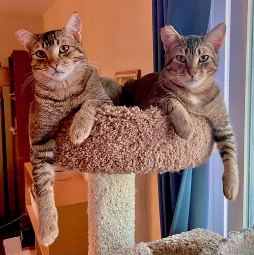 picture of the cat needing adoption