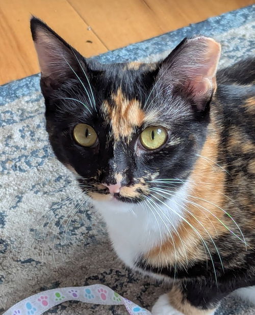 picture of the cat needing adoption