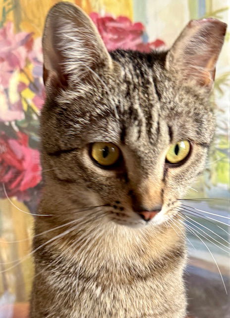 picture of the cat needing adoption