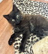 adoptable Cat in  named Cinnamon and Nutmeg - Sweet Siblings
