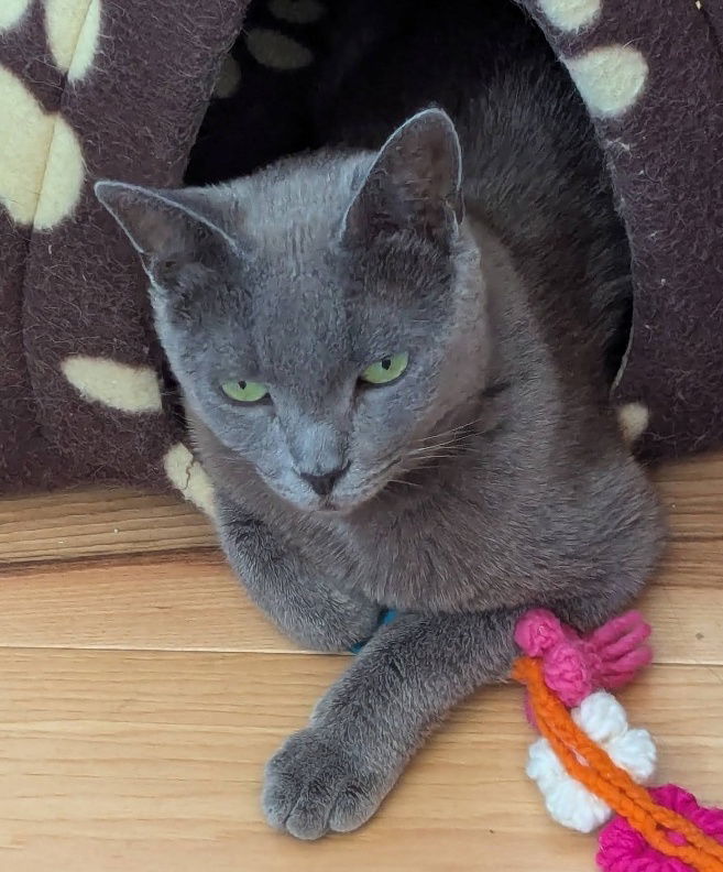 adoptable Cat in San Luis Obispo, CA named Mellow Miss Millie