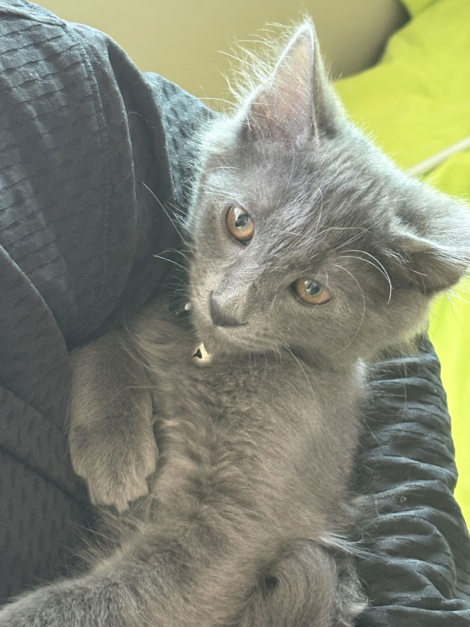 adoptable Cat in San Luis Obispo, CA named Remington