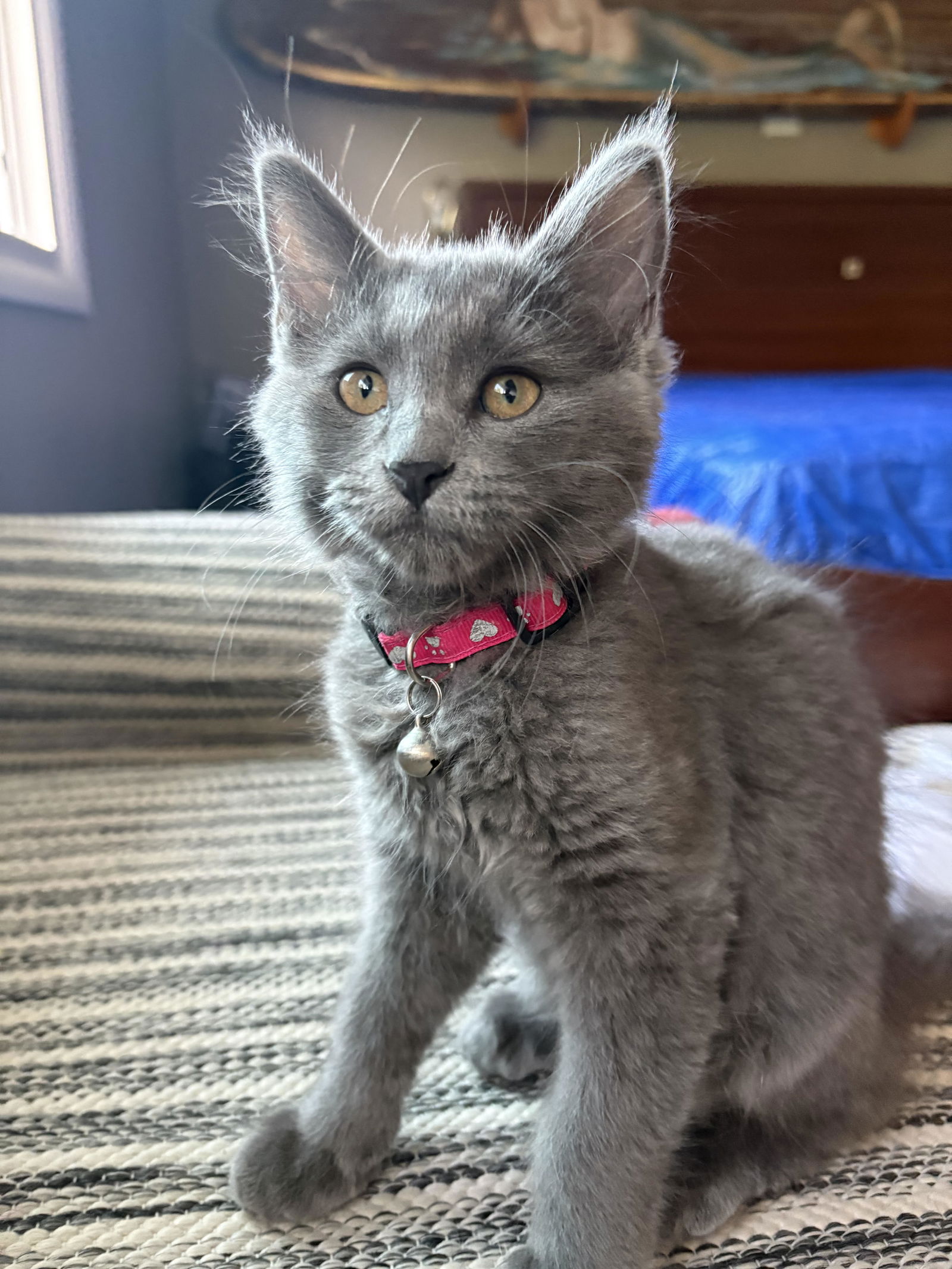 adoptable Cat in San Luis Obispo, CA named Roki