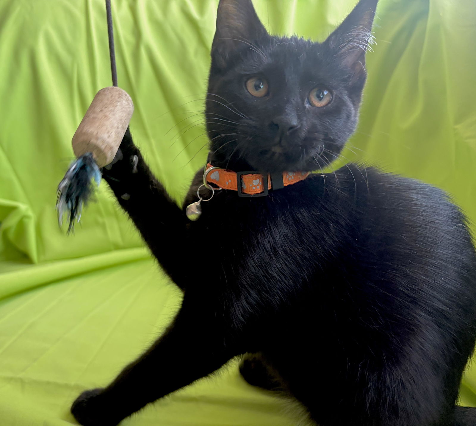 adoptable Cat in San Luis Obispo, CA named Harper