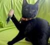 adoptable Cat in  named Harper