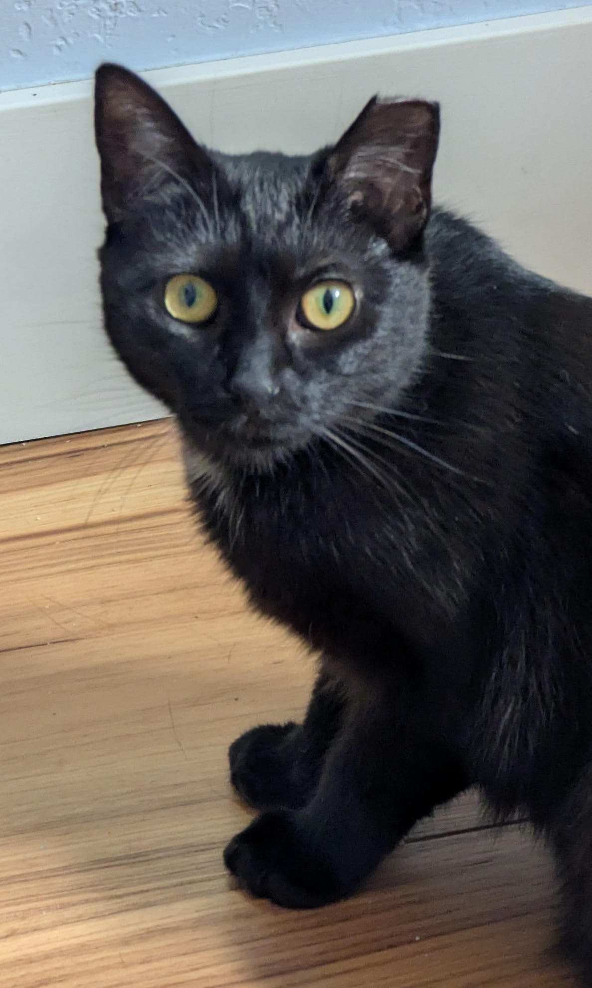 adoptable Cat in San Luis Obispo, CA named Sabel - Kitty of Mystery