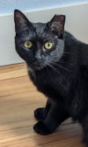 adoptable Cat in  named Sabel - Kitty of Mystery
