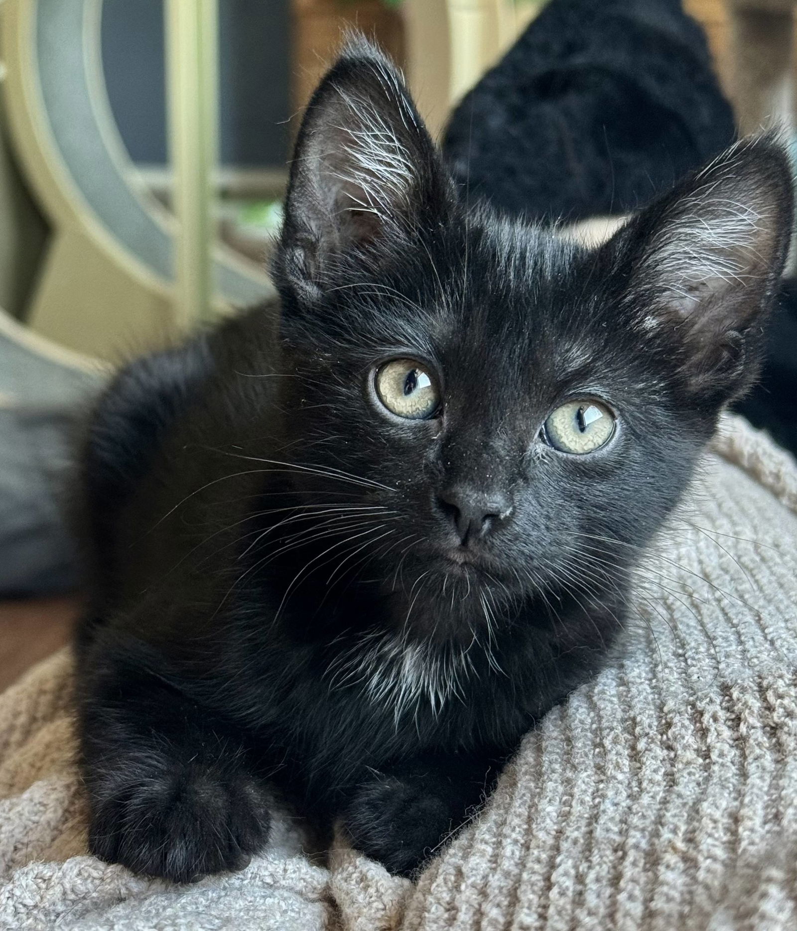 adoptable Cat in San Luis Obispo, CA named Ford - Classic, All-American Kitten