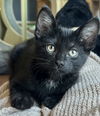 adoptable Cat in  named Ford - Classic, All-American Kitten
