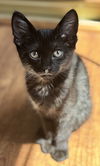 adoptable Cat in  named Shelby - Sweet & Sassy