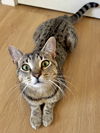 adoptable Cat in  named Gerber - Great & Gentle